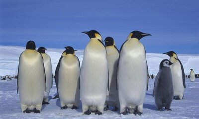 Pinguin